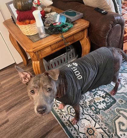 Enlarge Bella $25 fostered, a Adoptable mixed breed in Seneca, SC image 3/3