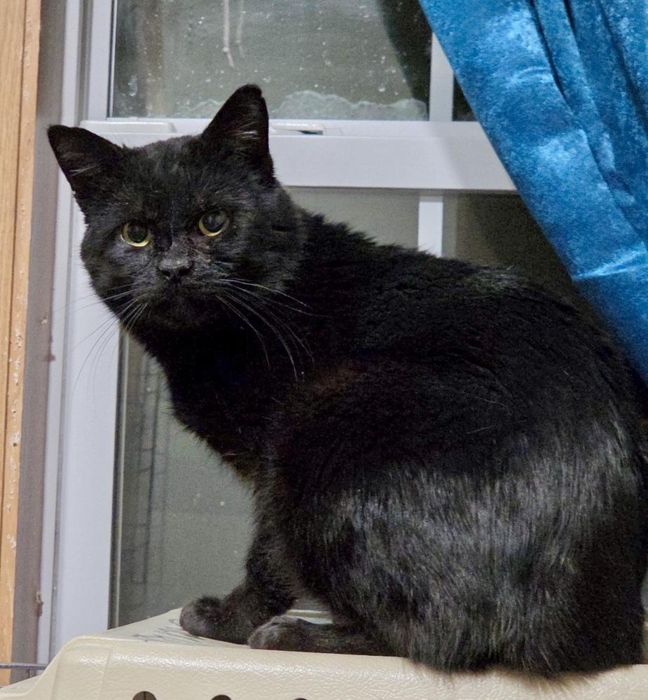 Enlarge Tyson, a Adoptable Domestic Short Hair in Chalfont, PA image 1/6