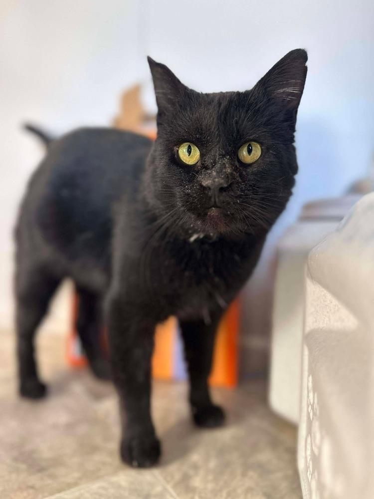 Enlarge Tyson, a Adoptable Domestic Short Hair in Chalfont, PA image 2/6