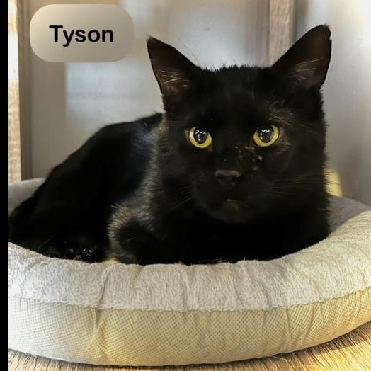 Enlarge Tyson, a Adoptable Domestic Short Hair in Chalfont, PA image 1/5