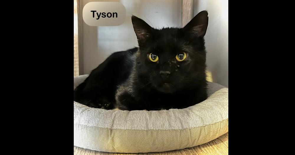 Tyson, a Adoptable Domestic Short Hair in Chalfont, PA image 1/6