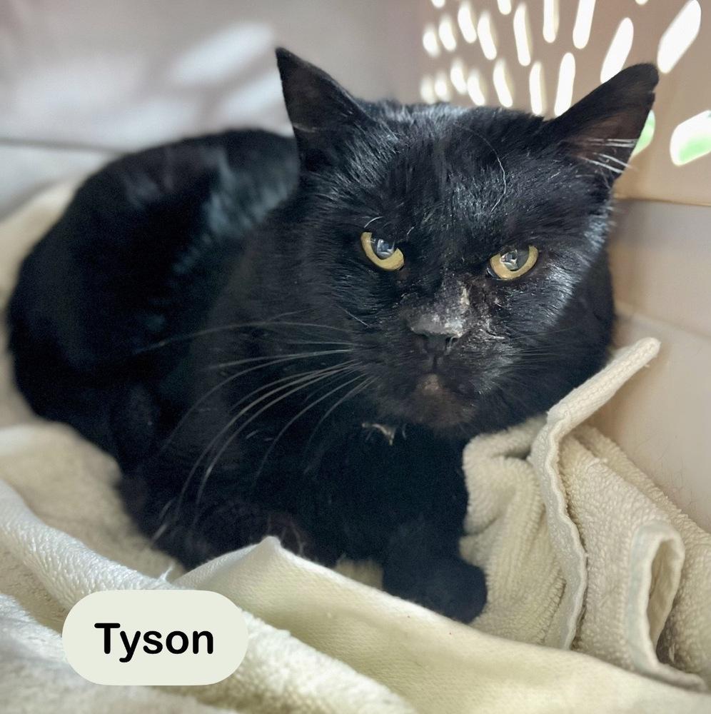 Enlarge Tyson, a Adoptable Domestic Short Hair in Chalfont, PA image 3/6