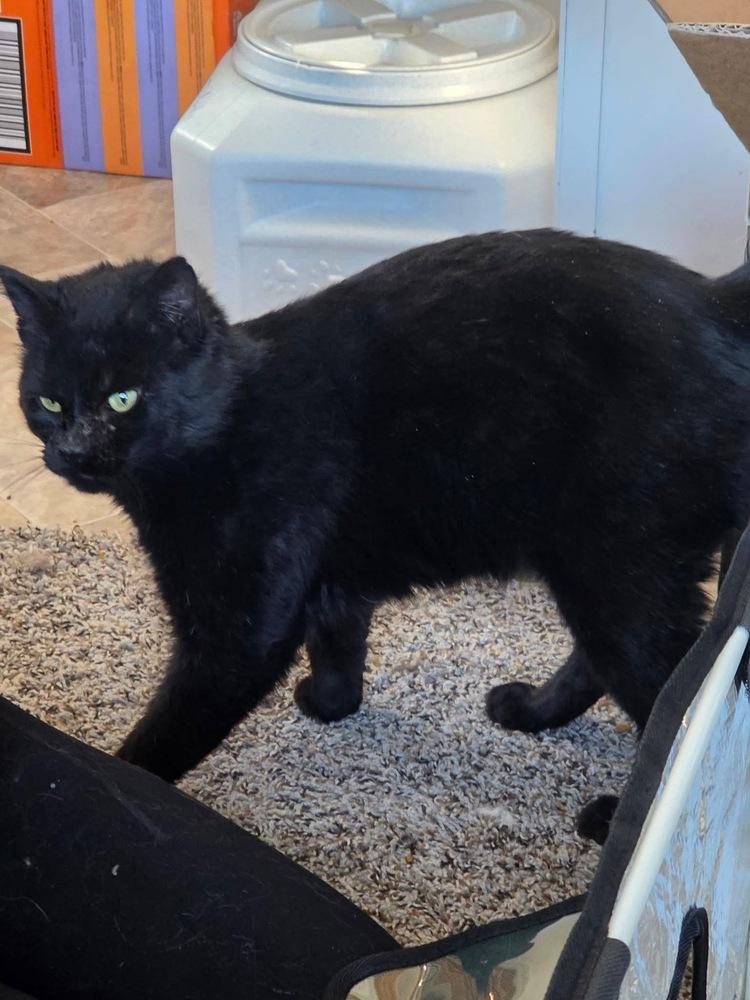 Enlarge Tyson, a Adoptable Domestic Short Hair in Chalfont, PA image 2/5