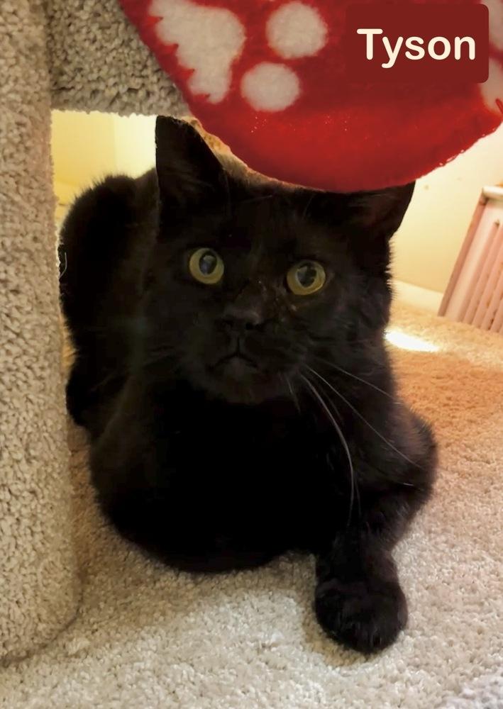 Tyson, a Adoptable Domestic Short Hair in Chalfont, PA image 2/6