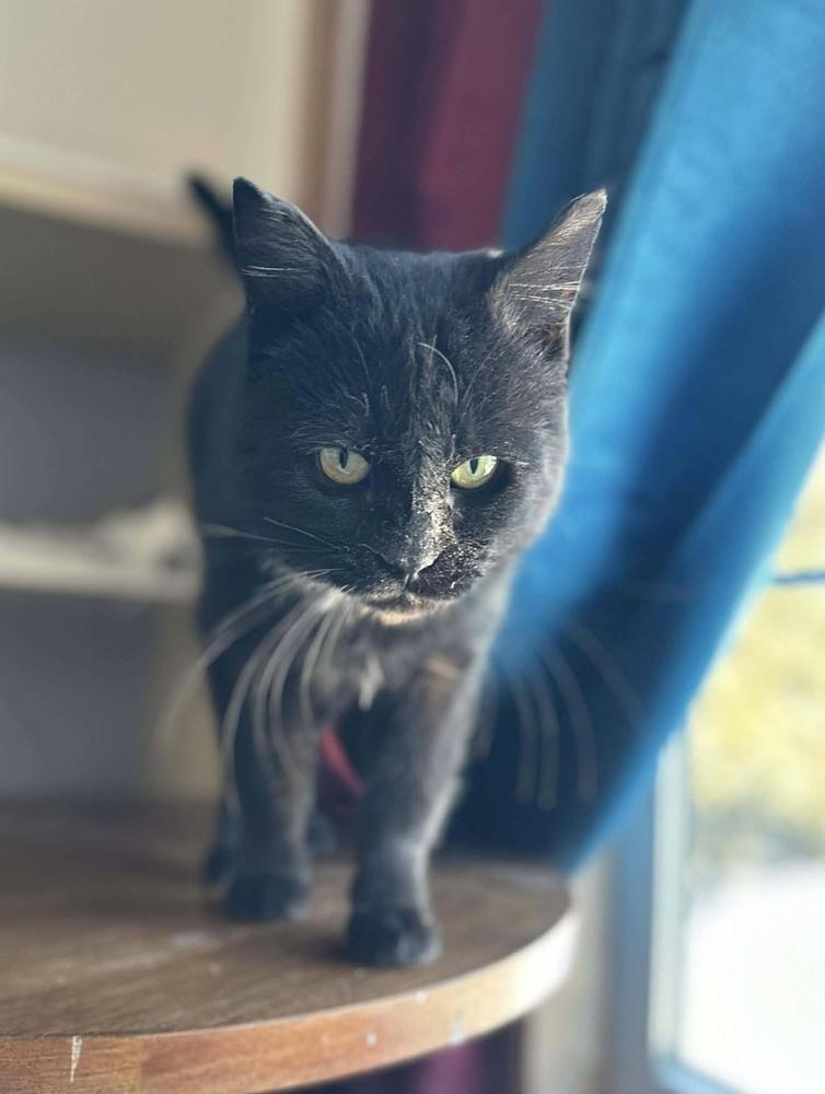 Enlarge Tyson, a Adoptable Domestic Short Hair in Chalfont, PA image 5/6