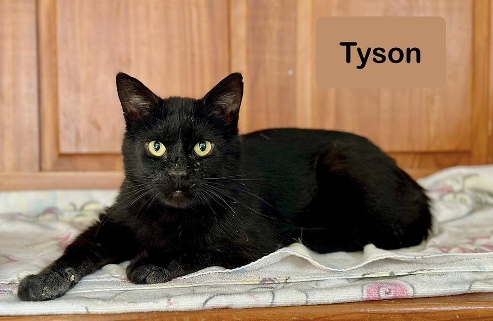 Tyson, a Adoptable Domestic Short Hair in Chalfont, PA image 3/6
