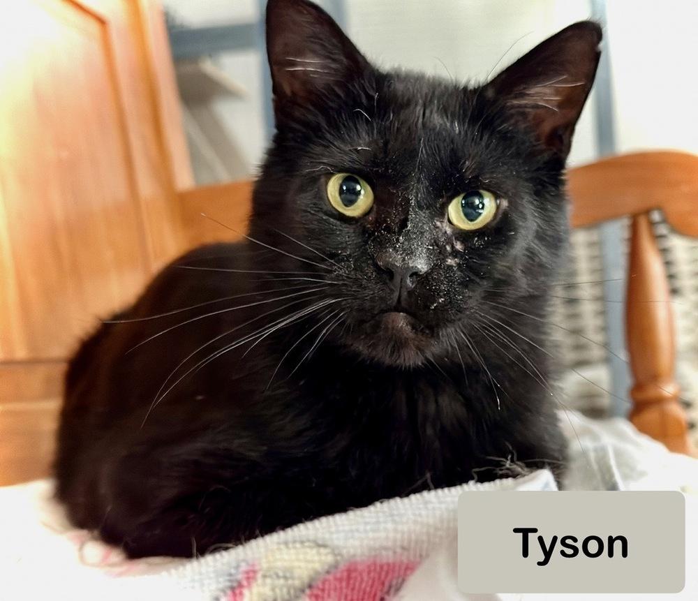 Tyson, a Adoptable Domestic Short Hair in Chalfont, PA image 4/6