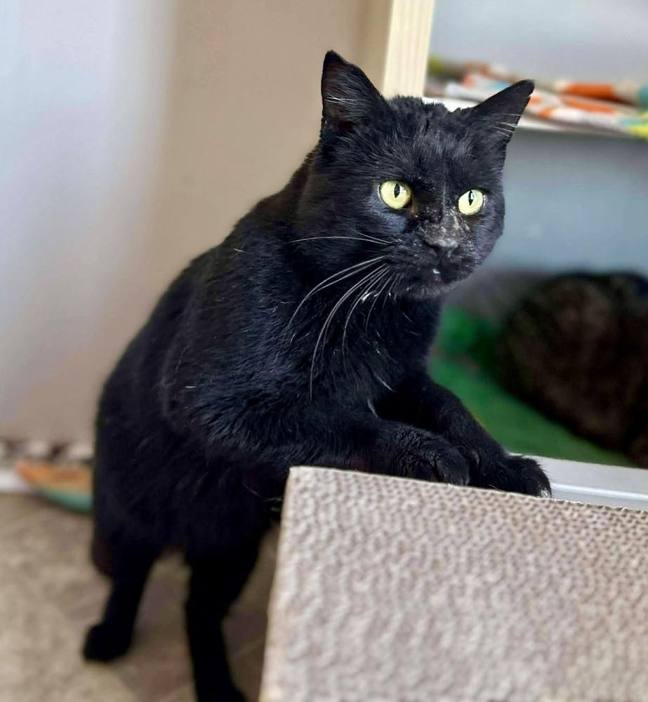 Enlarge Tyson, a Adoptable Domestic Short Hair in Chalfont, PA image 6/6