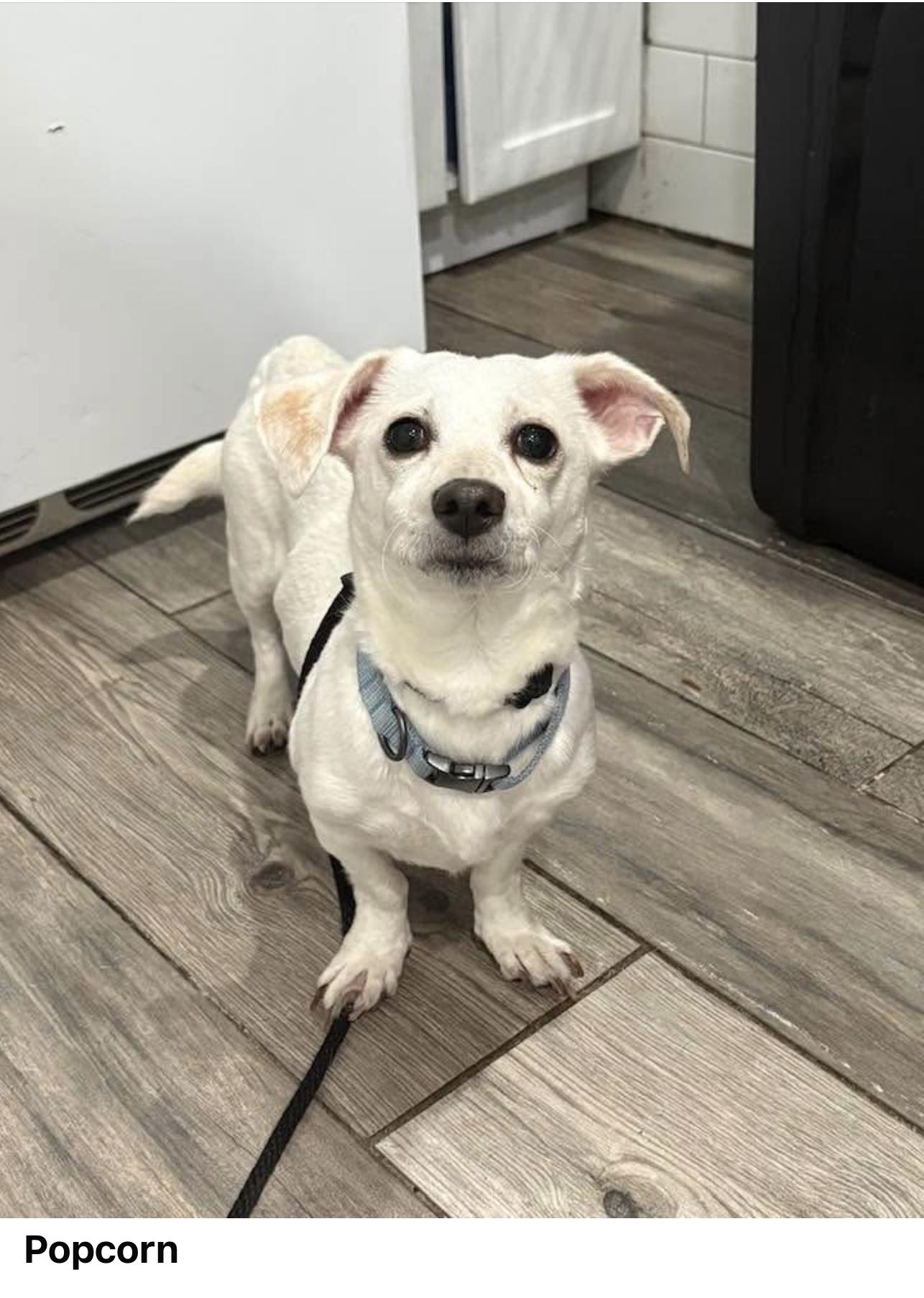 Popcorn, Adoptable, Young Female Chihuahua.