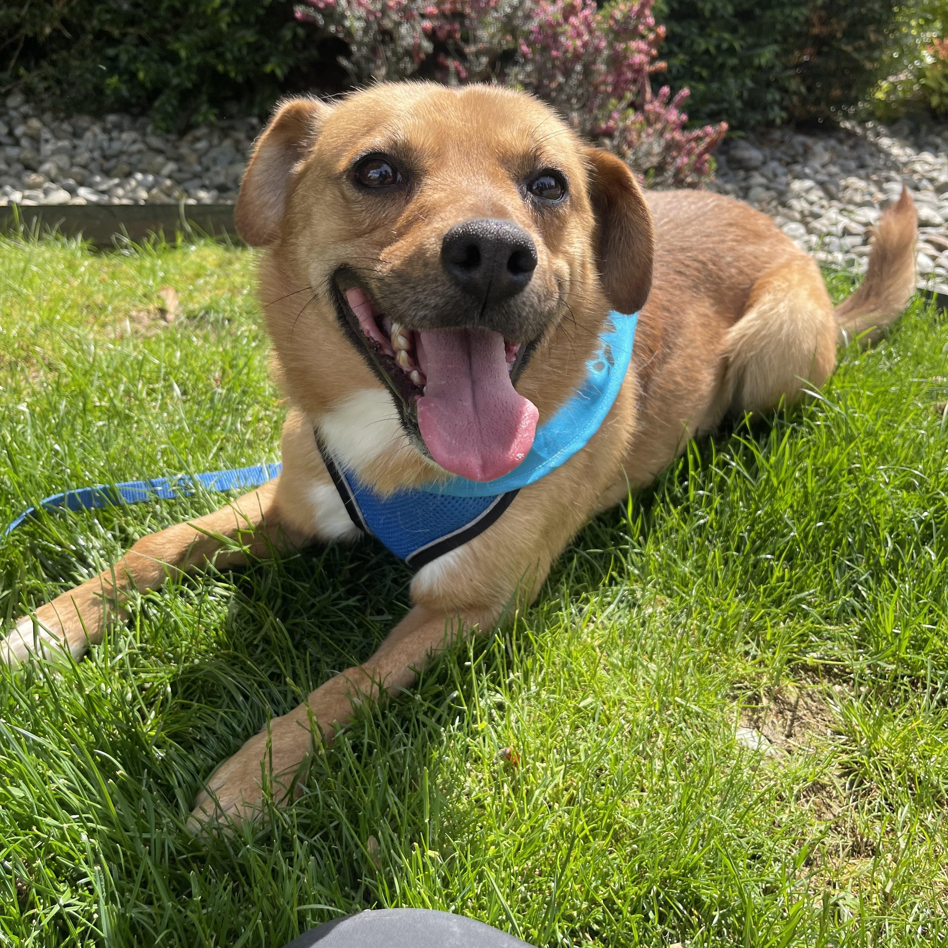 Enlarge Ace, a Adoptable mixed breed in lynnwood , WA image 2/6