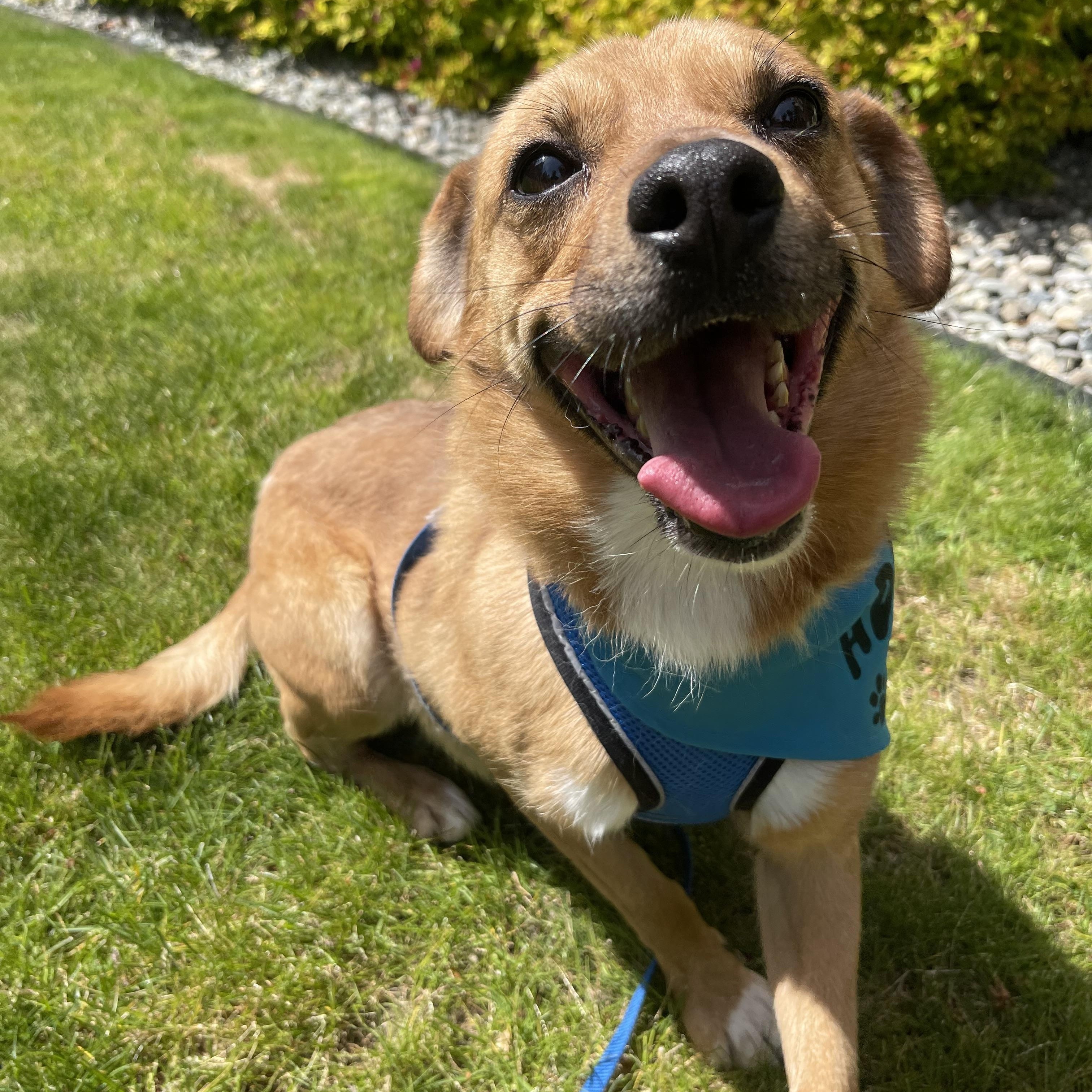 Enlarge Ace, a Adoptable mixed breed in lynnwood , WA image 3/6