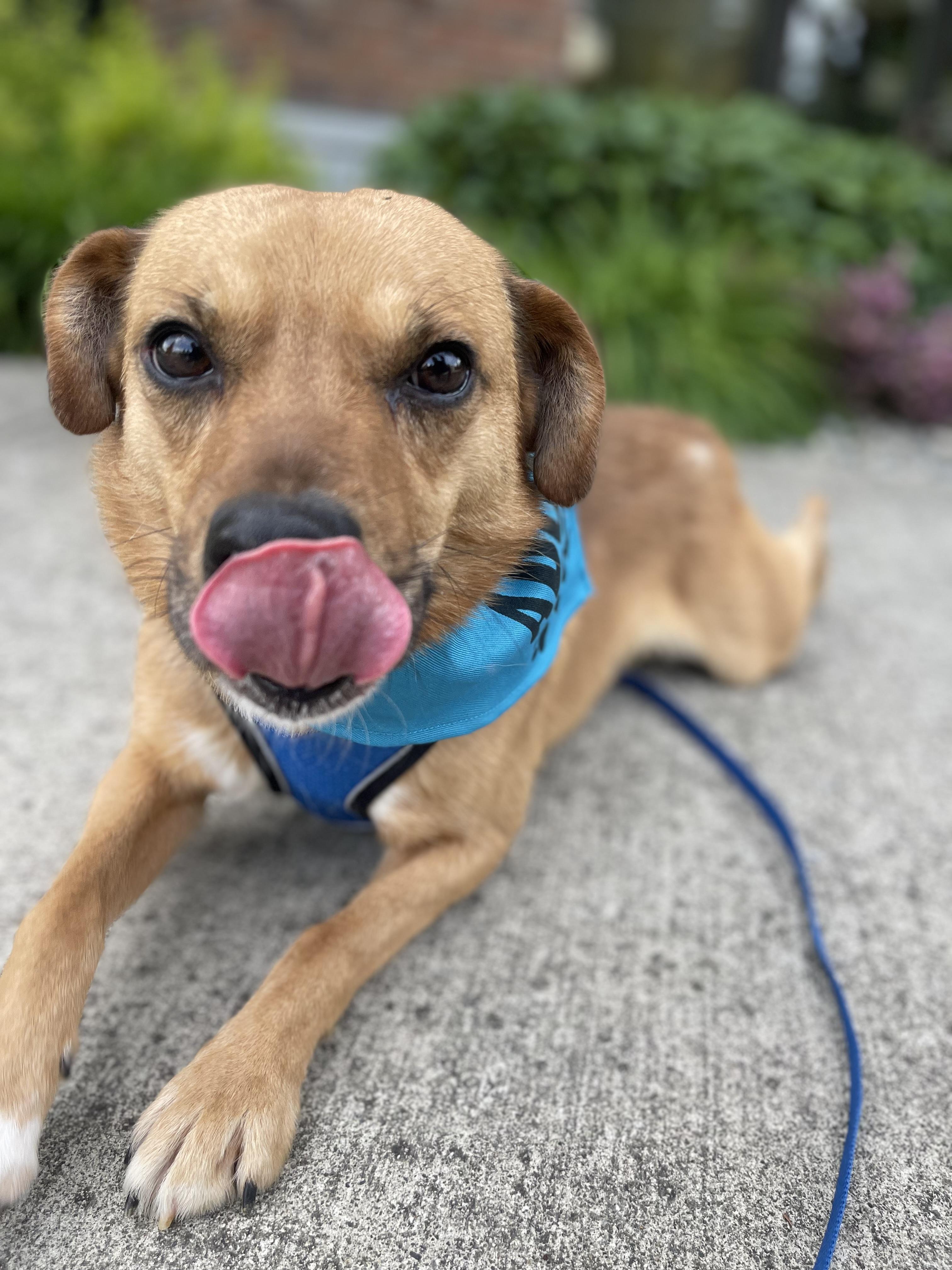 Enlarge Ace, a Adoptable mixed breed in lynnwood , WA image 4/6