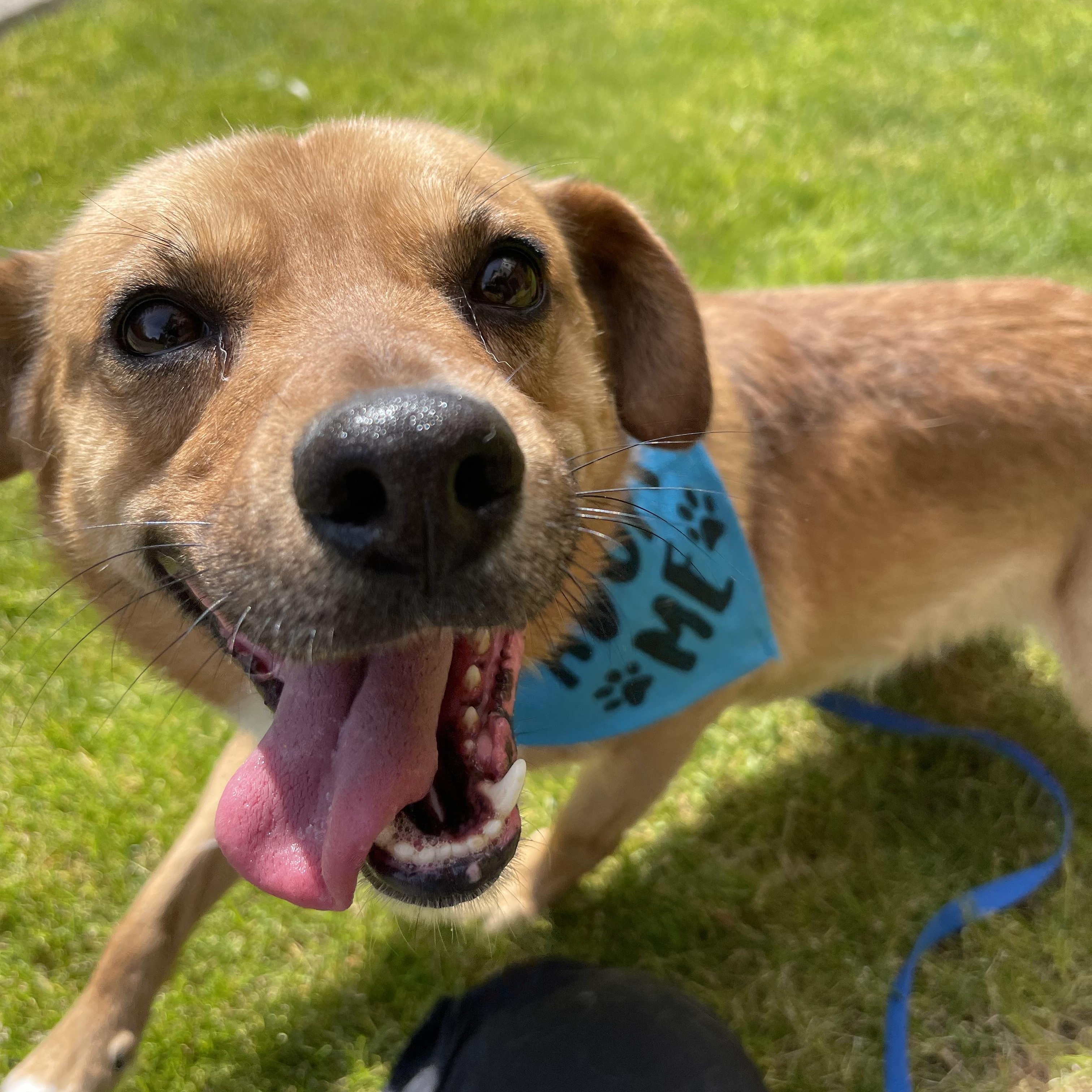 Ace, Adoptable, Adult Male Labrador Retriever & Shepherd.