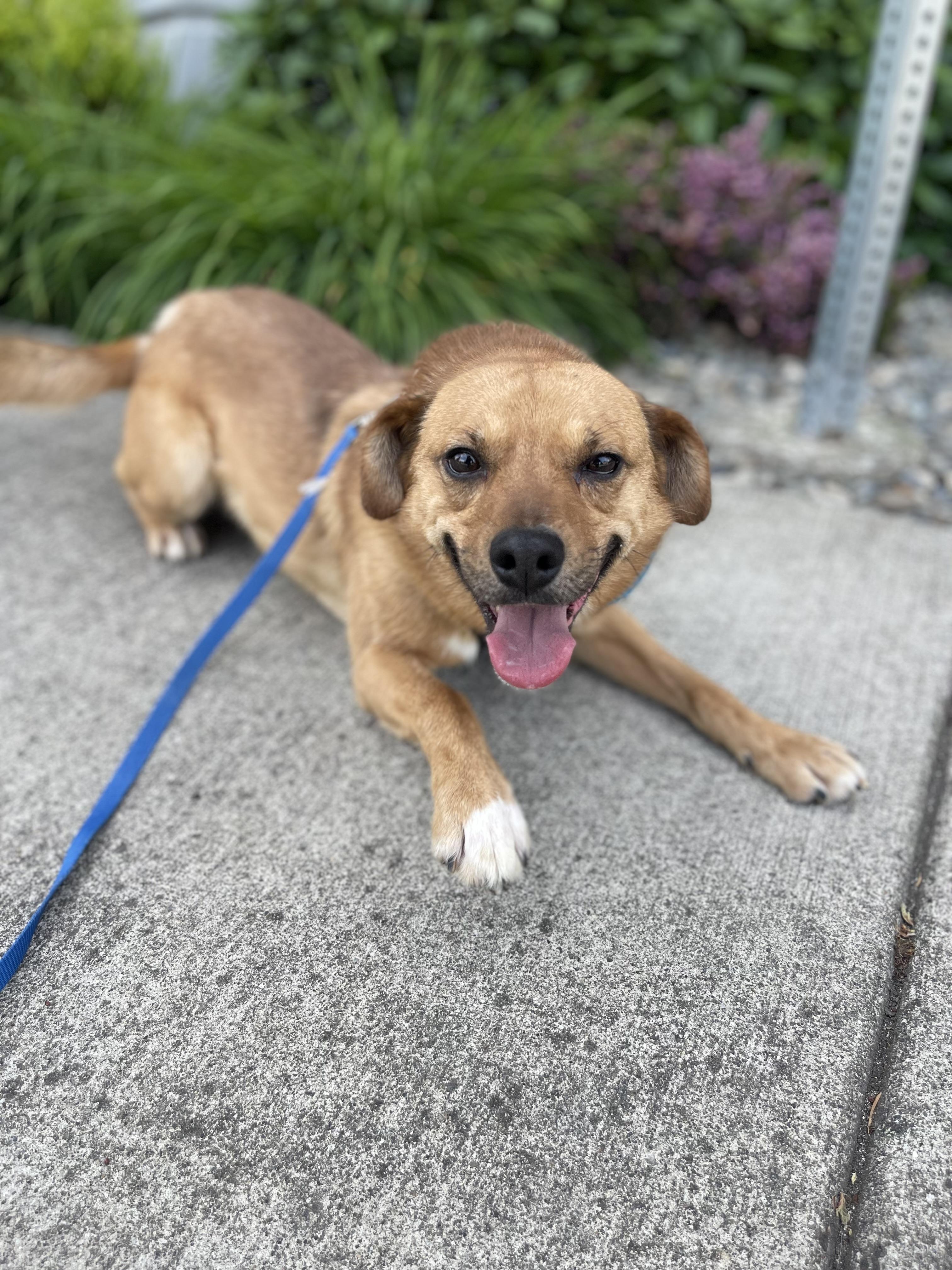 Enlarge Ace, a Adoptable mixed breed in lynnwood , WA image 5/6
