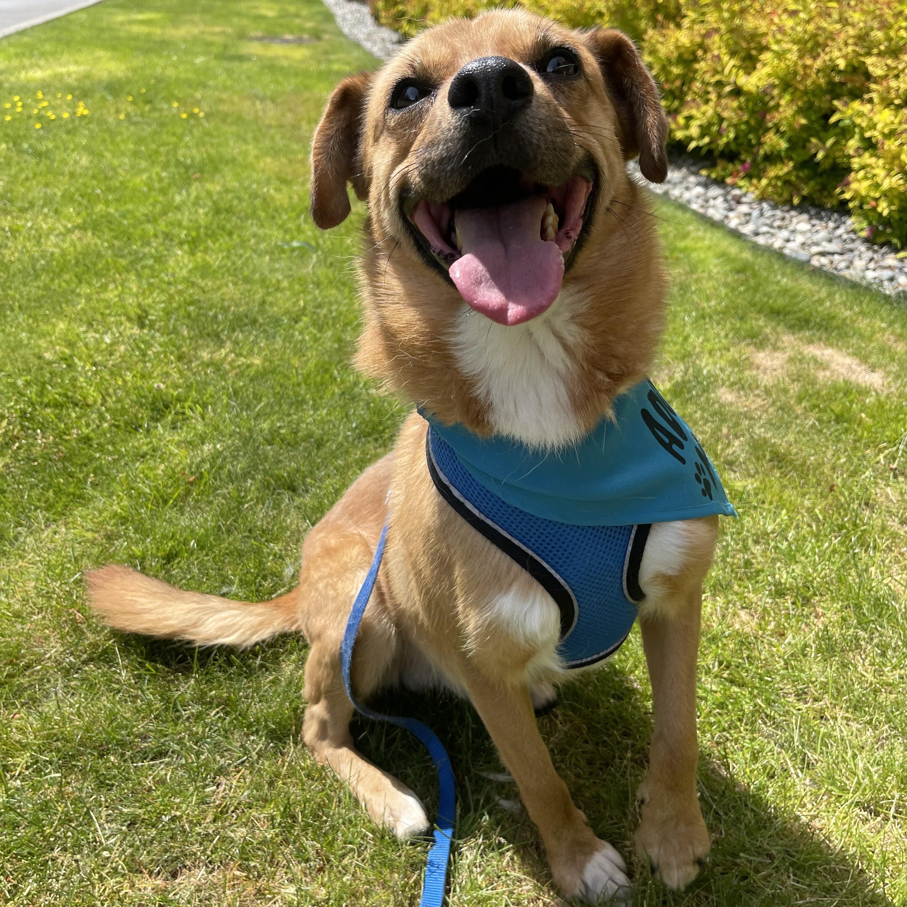 Enlarge Ace, a Adoptable mixed breed in lynnwood , WA image 6/6