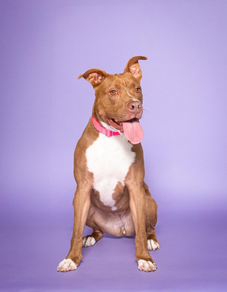 Bean, Adopted, Adult Female American Staffordshire Terrier & Terrier.