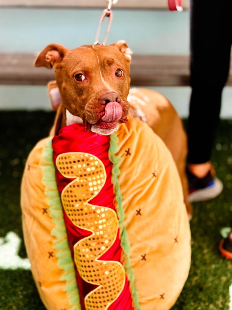 Enlarge Bean, a Adopted mixed breed in Fort Lauderdale, FL image 2/4