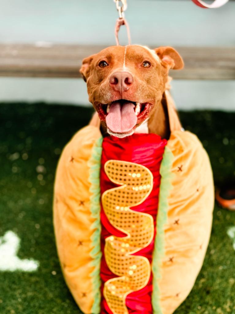 Enlarge Bean, a Adopted mixed breed in Fort Lauderdale, FL image 3/4