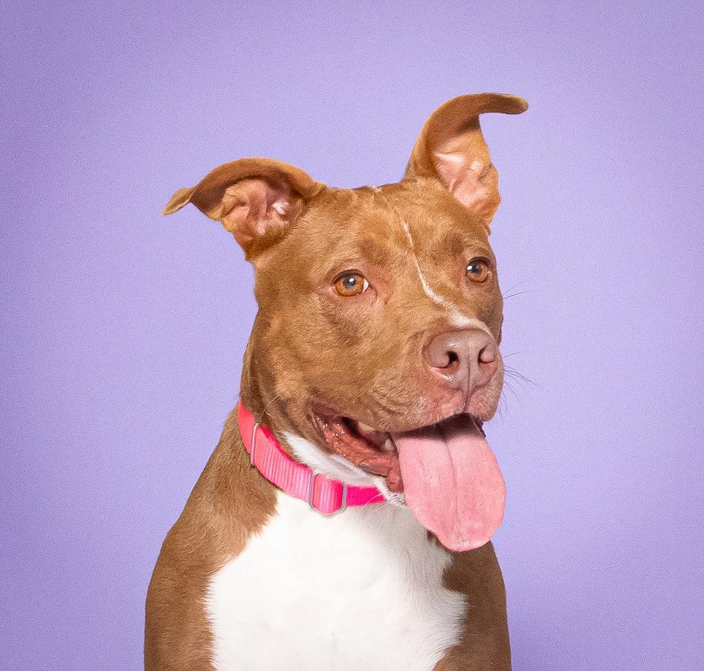 Enlarge Bean, a Adopted mixed breed in Fort Lauderdale, FL image 4/4