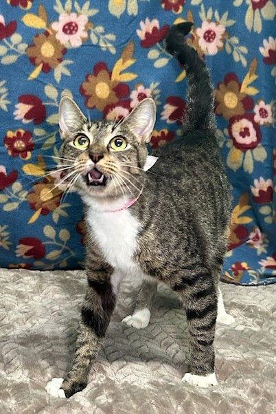 Enlarge 251238  Matilda, a Adopted Domestic Short Hair in Wetumpka, AL image 1/3