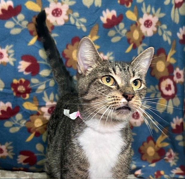 Enlarge 251238  Matilda, a Adopted Domestic Short Hair in Wetumpka, AL image 2/3