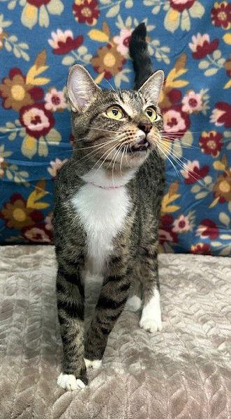 Enlarge 251238  Matilda, a Adopted Domestic Short Hair in Wetumpka, AL image 3/3