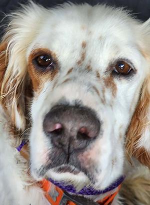 Enlarge Boe, a Adoptable English Setter in Dallas, TX image 3/5