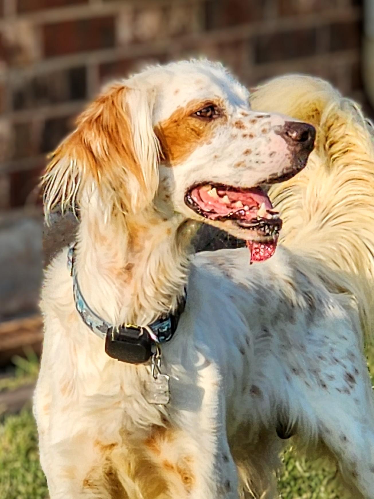 Enlarge Boe, a Adoptable English Setter in Dallas, TX image 2/5