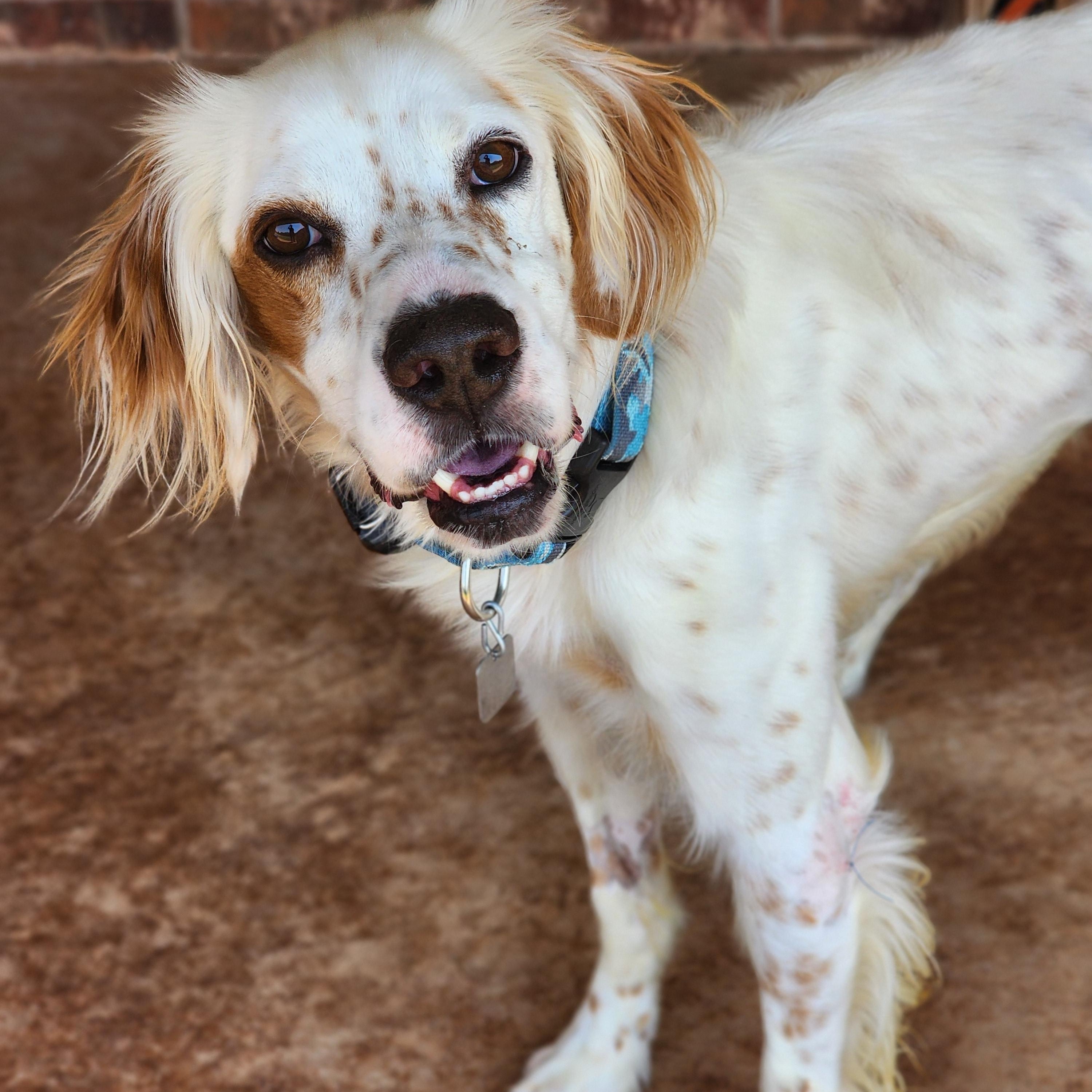 Enlarge Boe, a Adoptable English Setter in Dallas, TX image 1/5