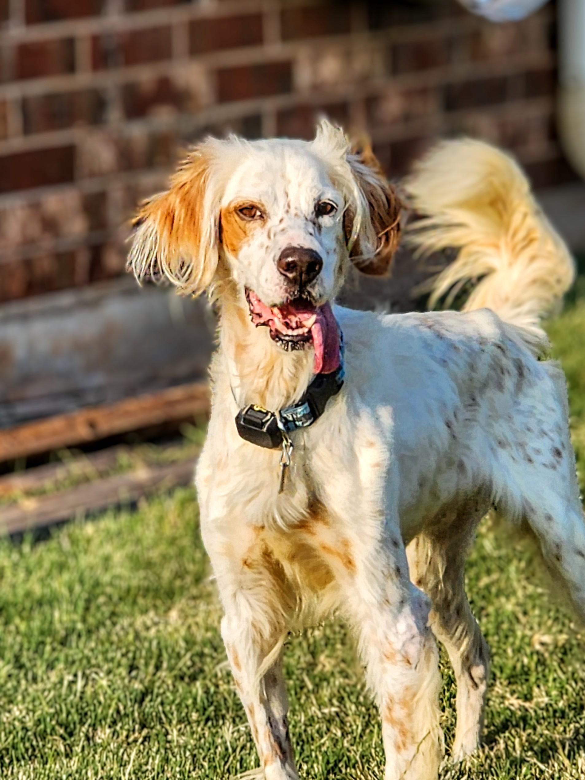 Enlarge Boe, a Adoptable English Setter in Dallas, TX image 4/5