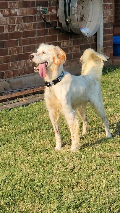 Enlarge Boe, a Adoptable English Setter in Dallas, TX video 5/5