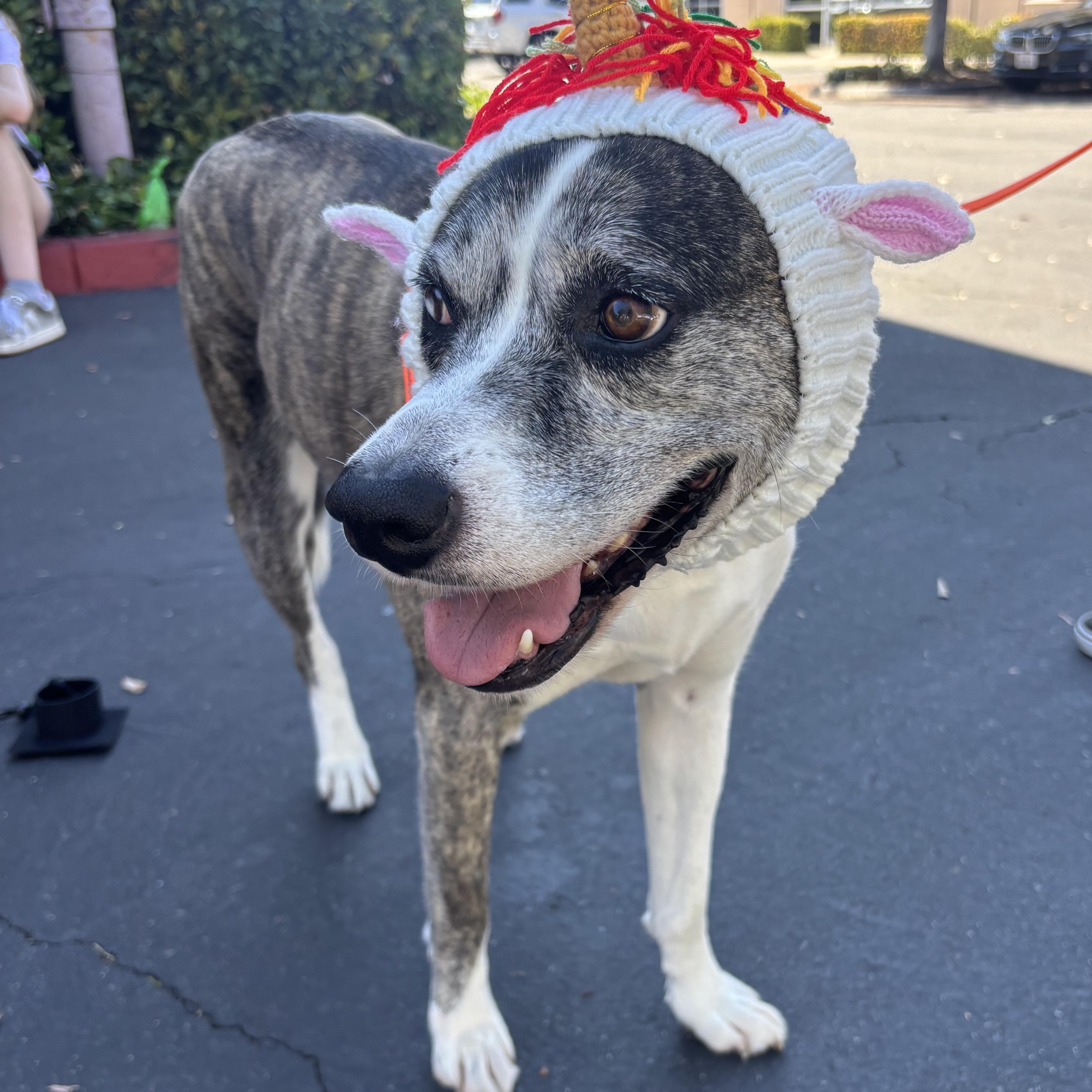 Yuki, a ADOPTABLE mixed breed in Rancho Santa Margarita, CA image 6/6