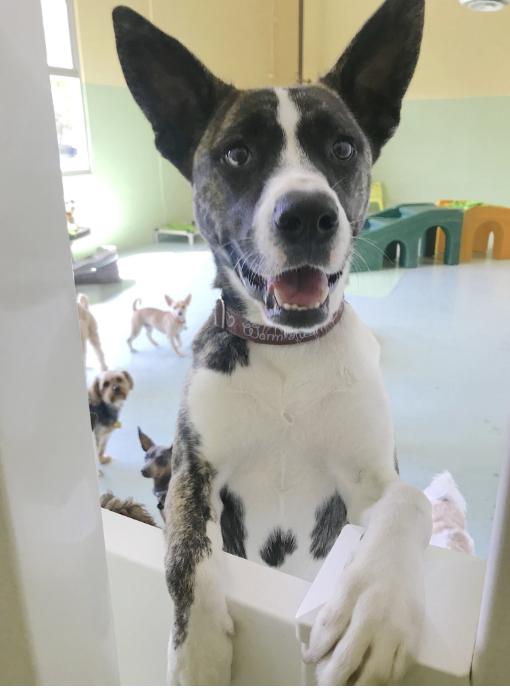Enlarge Yuki, a ADOPTABLE mixed breed in Rancho Santa Margarita, CA image 1/3