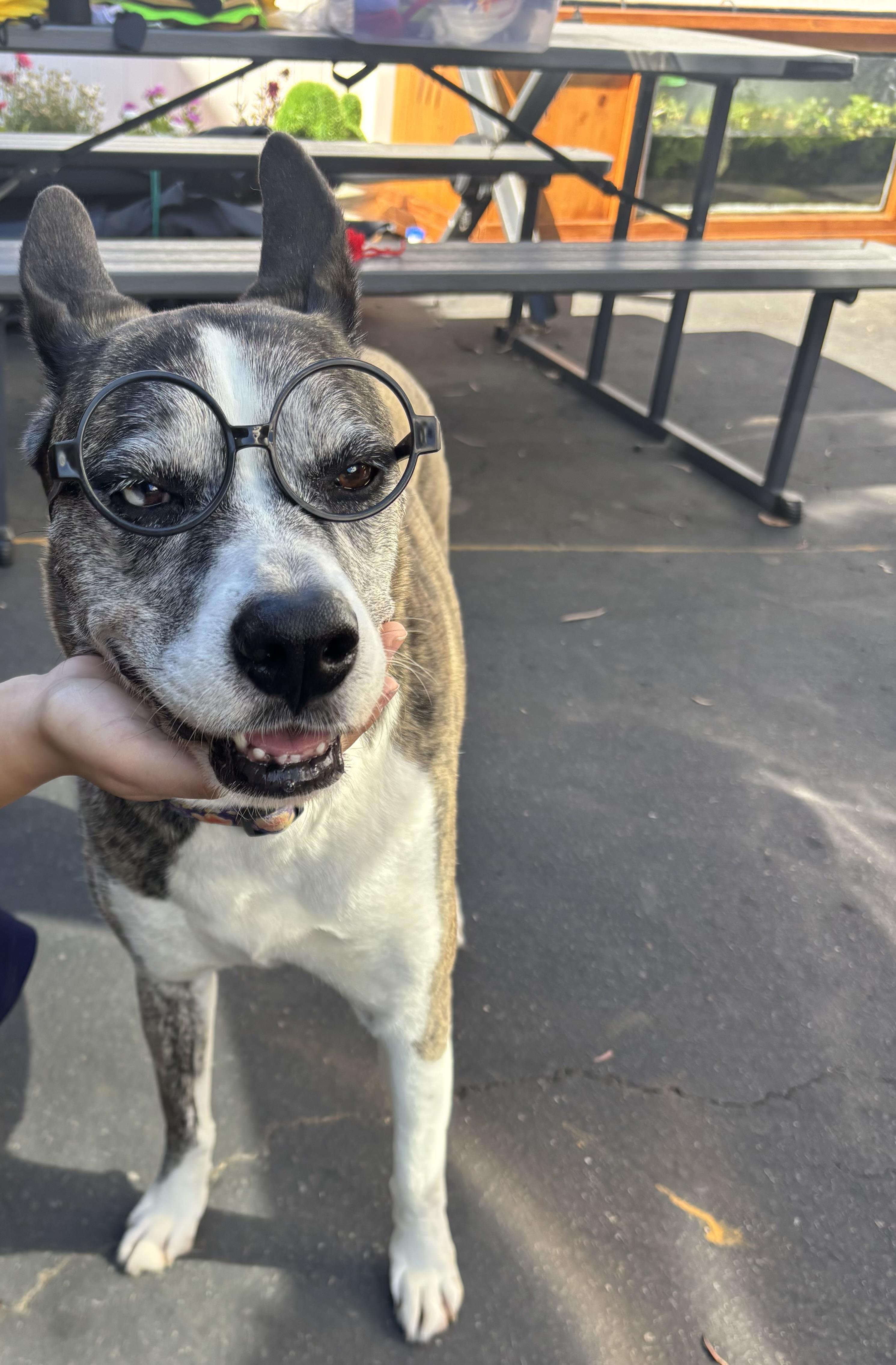 Yuki, a ADOPTABLE mixed breed in Rancho Santa Margarita, CA image 2/6