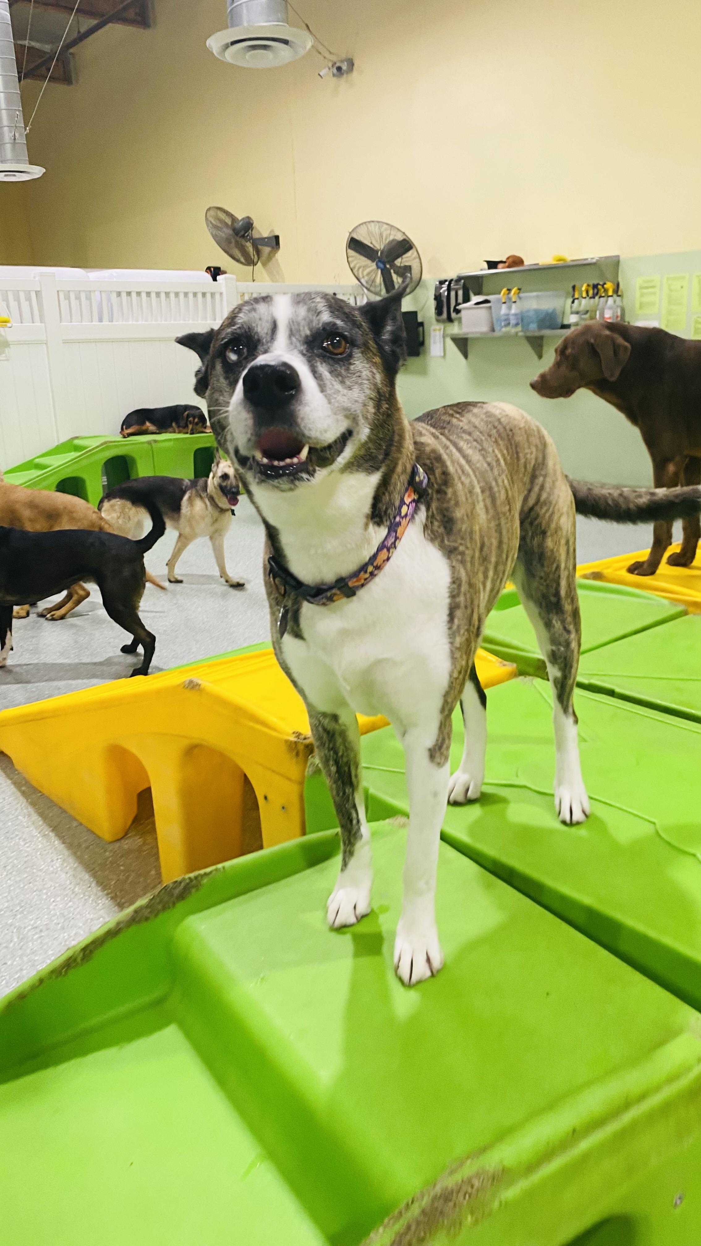 Enlarge Yuki, a ADOPTABLE mixed breed in Rancho Santa Margarita, CA image 3/3