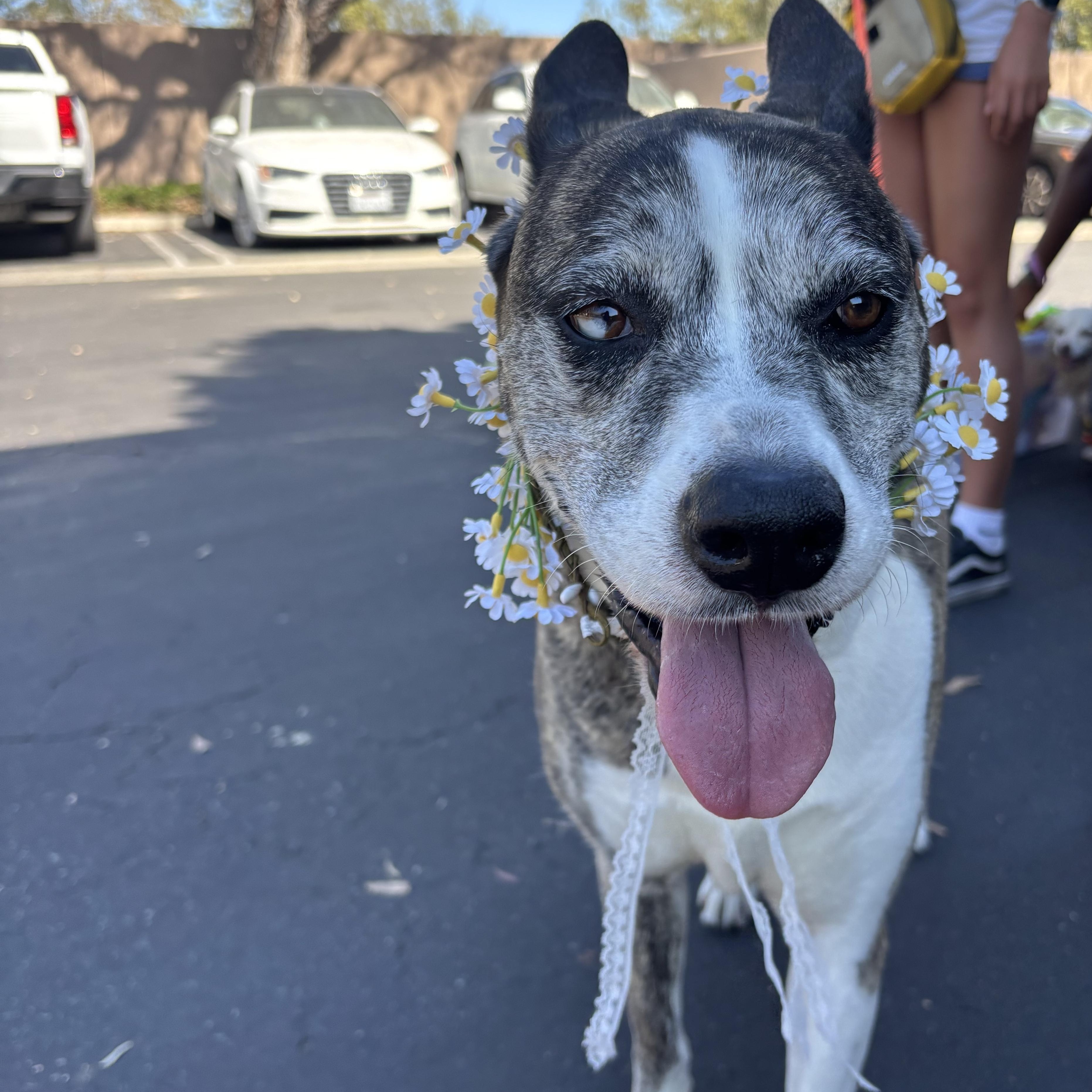 Yuki, ADOPTABLE, Senior Female Husky & Boxer.