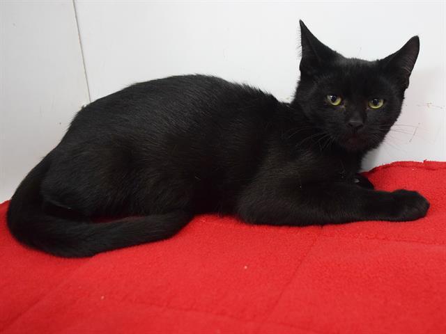 GIRARDO, Adoptable, Kitten Male Domestic Short Hair.