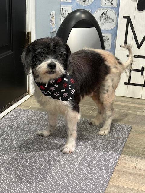 Enlarge Yummi, a Adoptable mixed breed in Little Rock, AR image 2/3