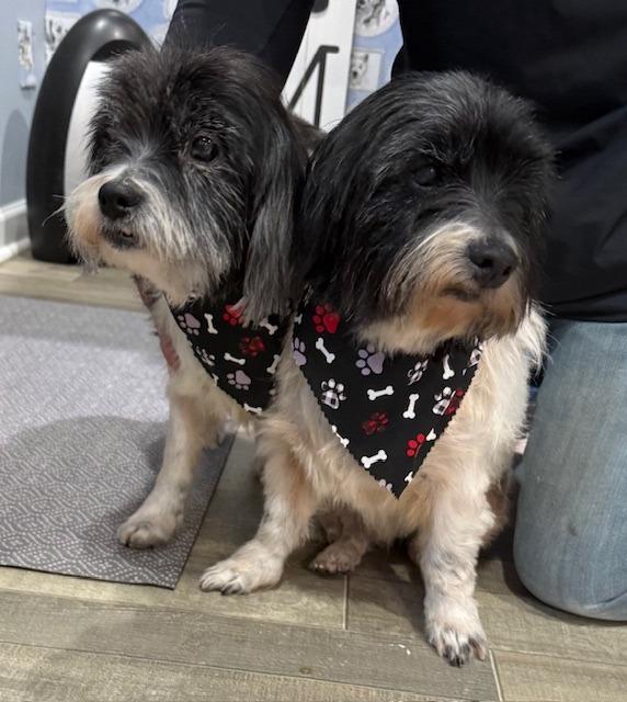 Enlarge Yummi, a Adoptable mixed breed in Little Rock, AR image 3/3