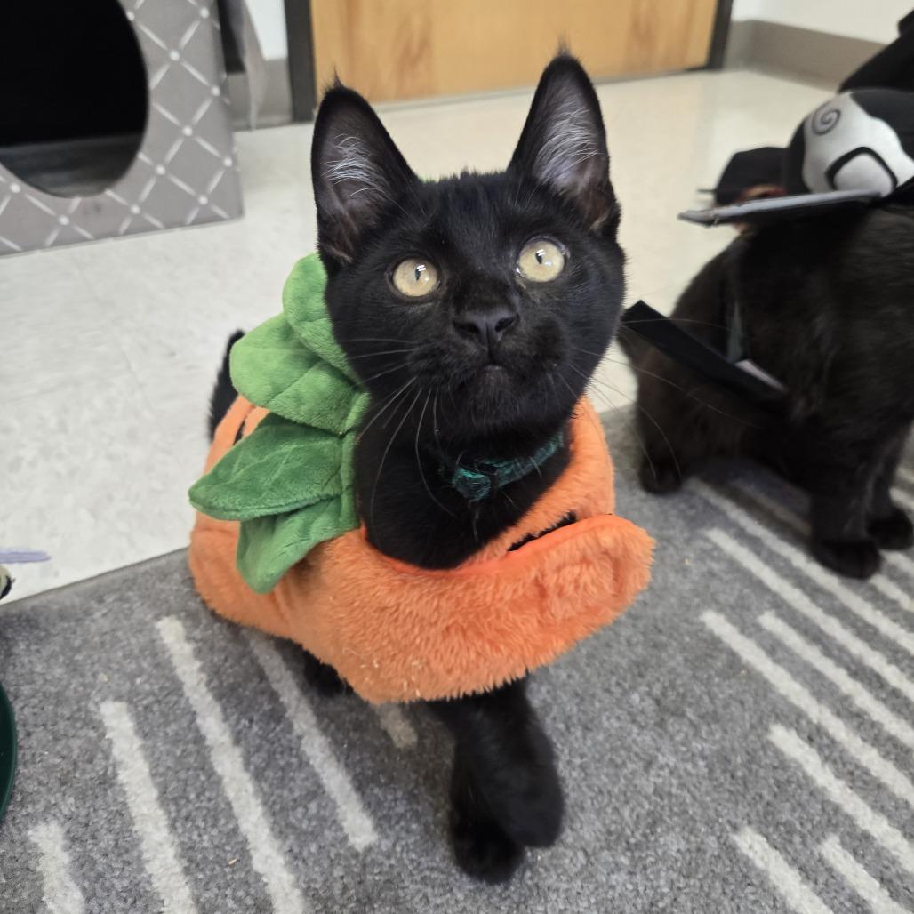 Landfill, Adoptable, Kitten Male Domestic Short Hair.