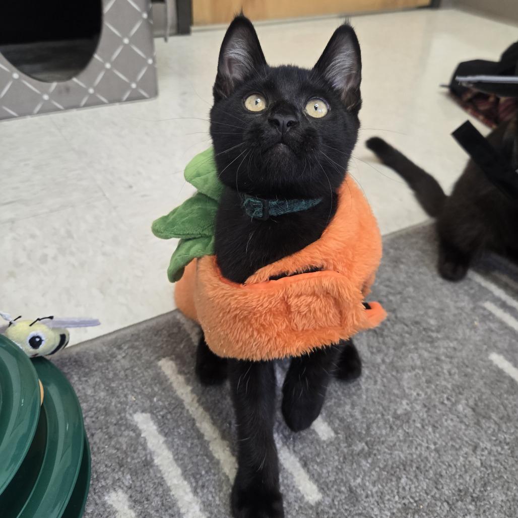 Enlarge Landfill, a Adoptable Domestic Short Hair in Ashland, OR image 2/5