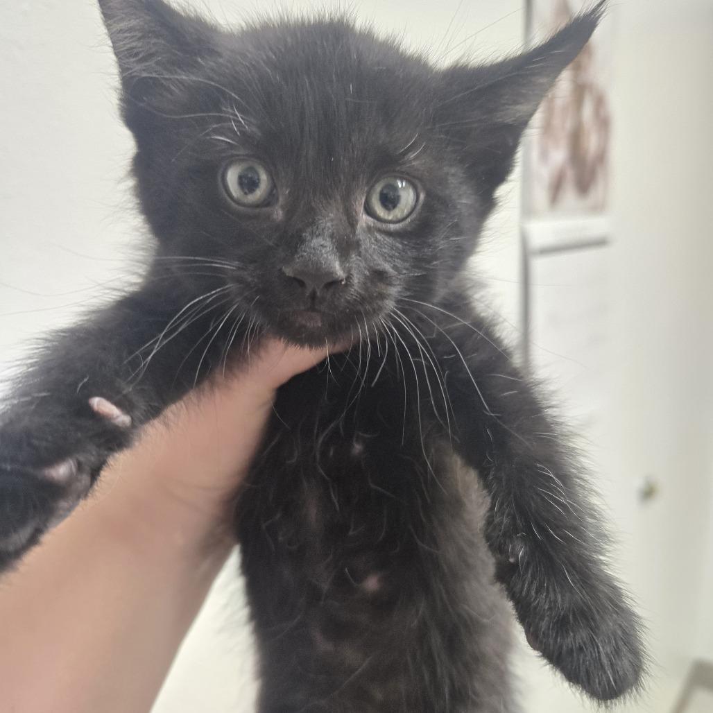 Enlarge Landfill, a Adoptable Domestic Short Hair in Ashland, OR image 3/5