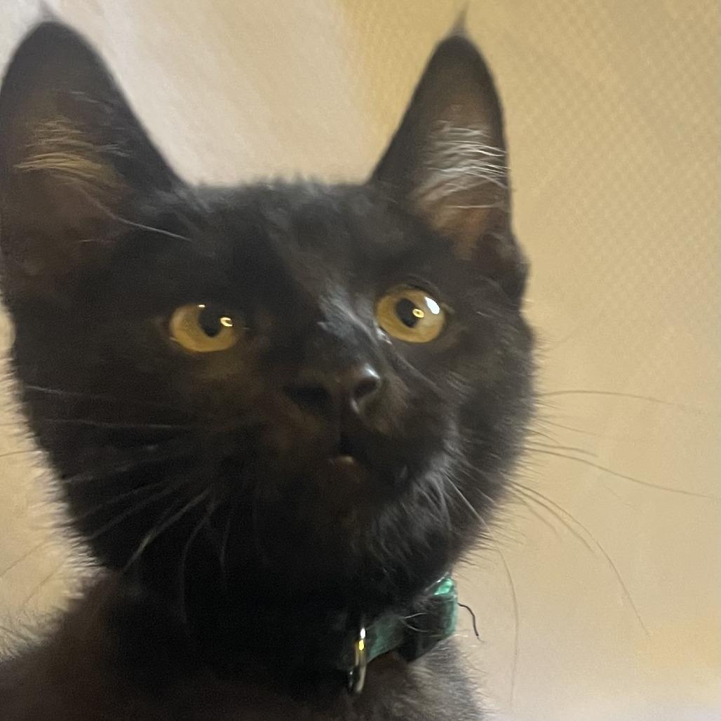 Enlarge Landfill, a Adoptable Domestic Short Hair in Ashland, OR image 4/5