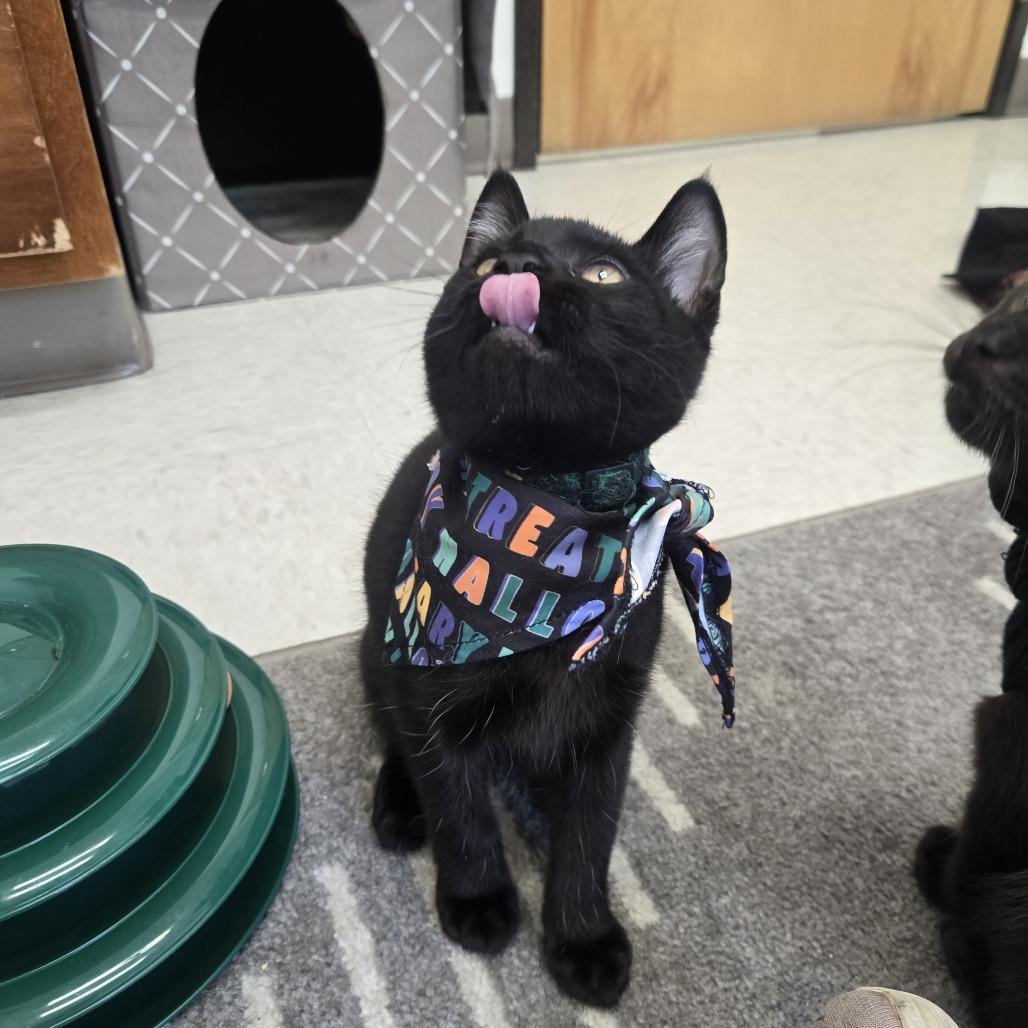 Enlarge Landfill, a Adoptable Domestic Short Hair in Ashland, OR image 5/5