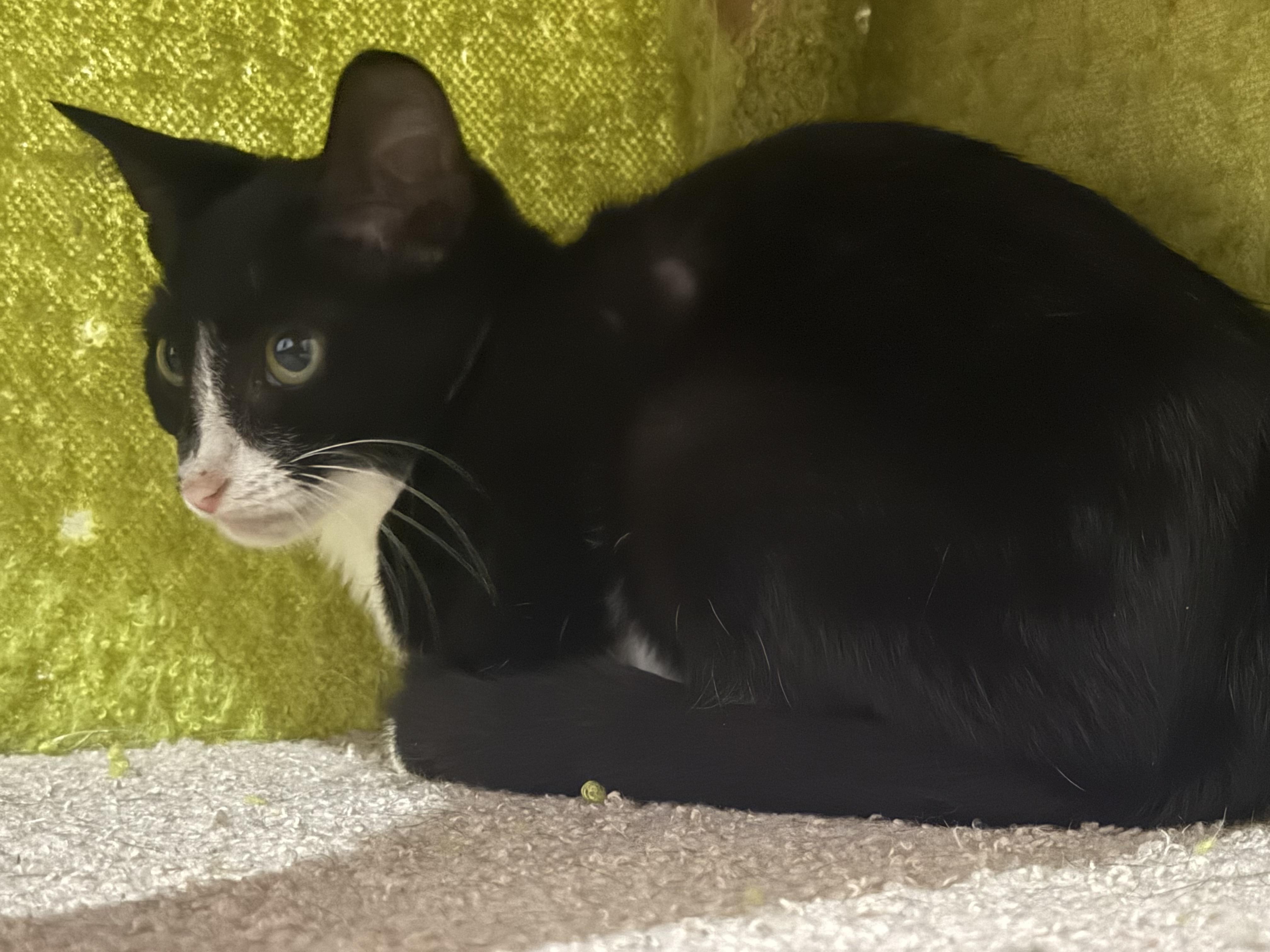 Enlarge Truffle, a Adoptable Domestic Short Hair in Intercession city , FL image 5/5
