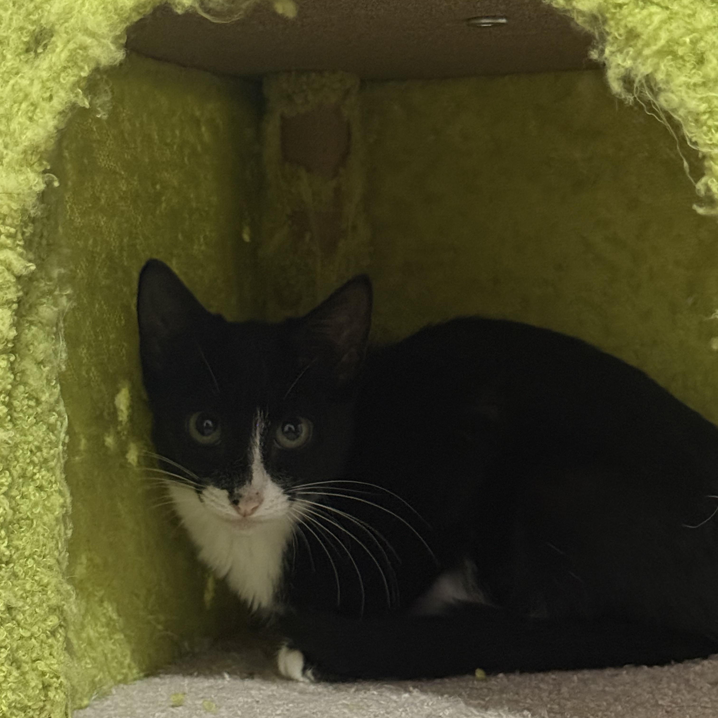Enlarge Truffle, a Adoptable Domestic Short Hair in Intercession city , FL image 4/5