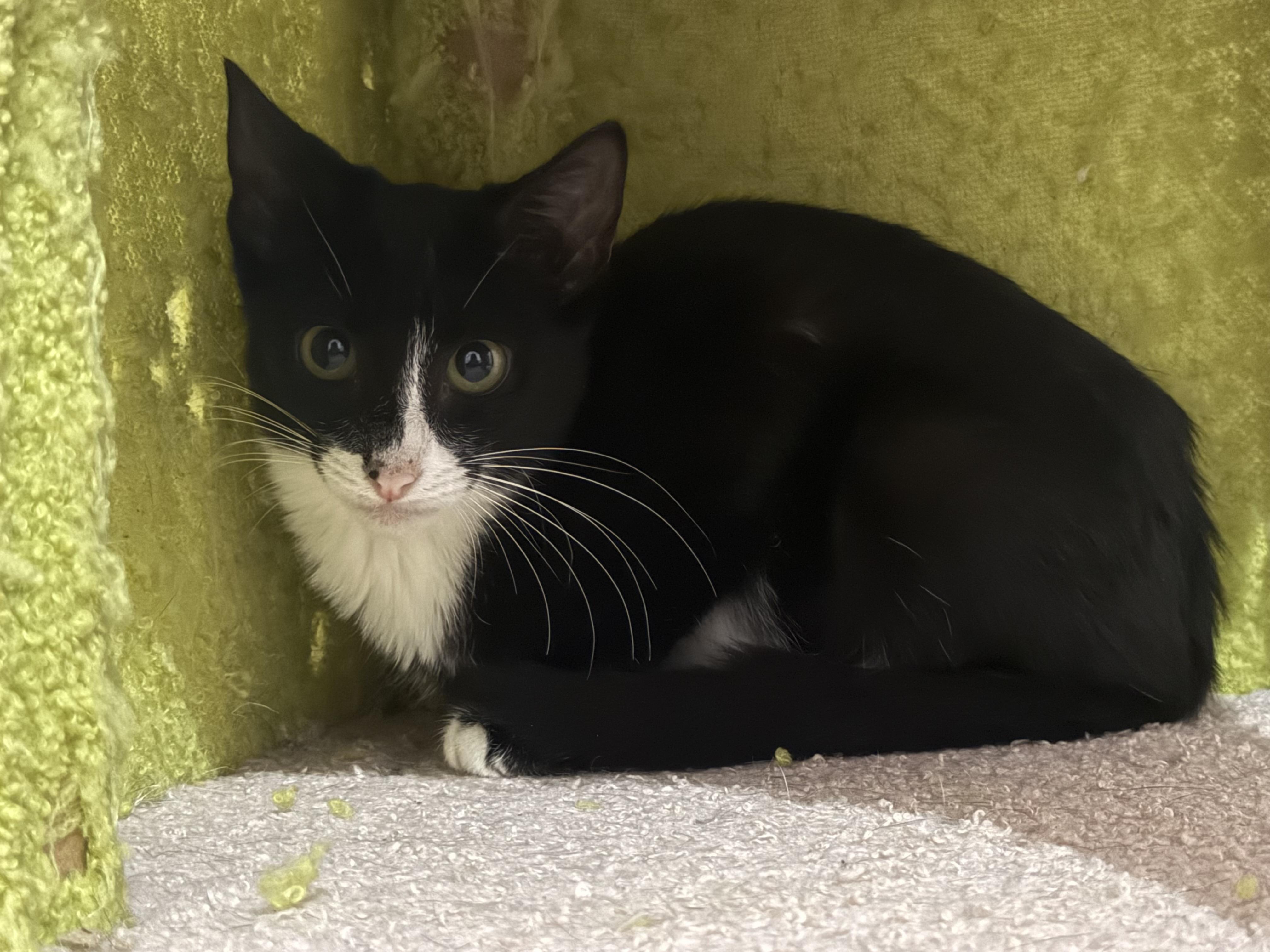 Enlarge Truffle, a Adoptable Domestic Short Hair in Intercession city , FL image 1/5