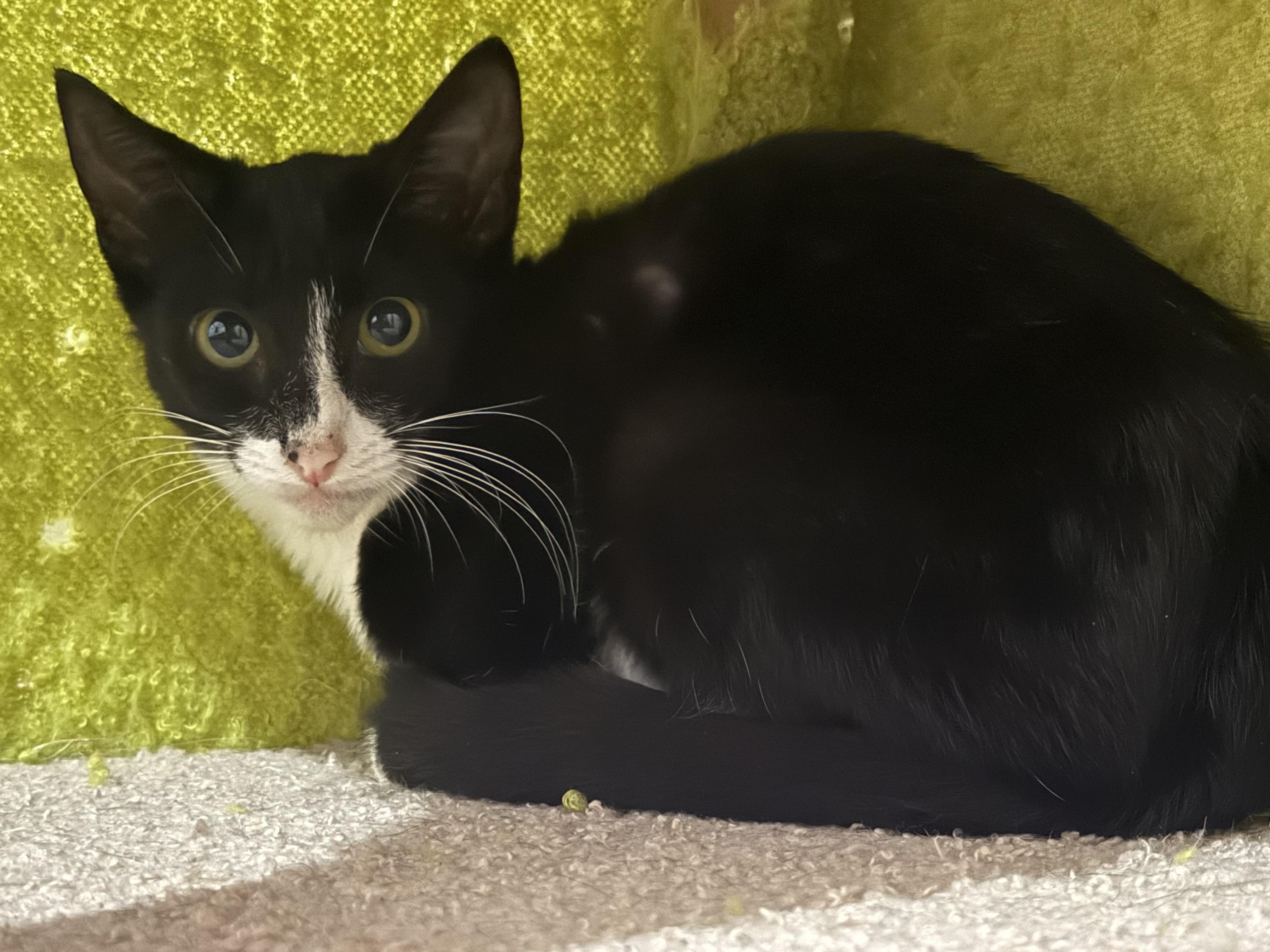 Enlarge Truffle, a Adoptable Domestic Short Hair in Intercession city , FL image 2/5