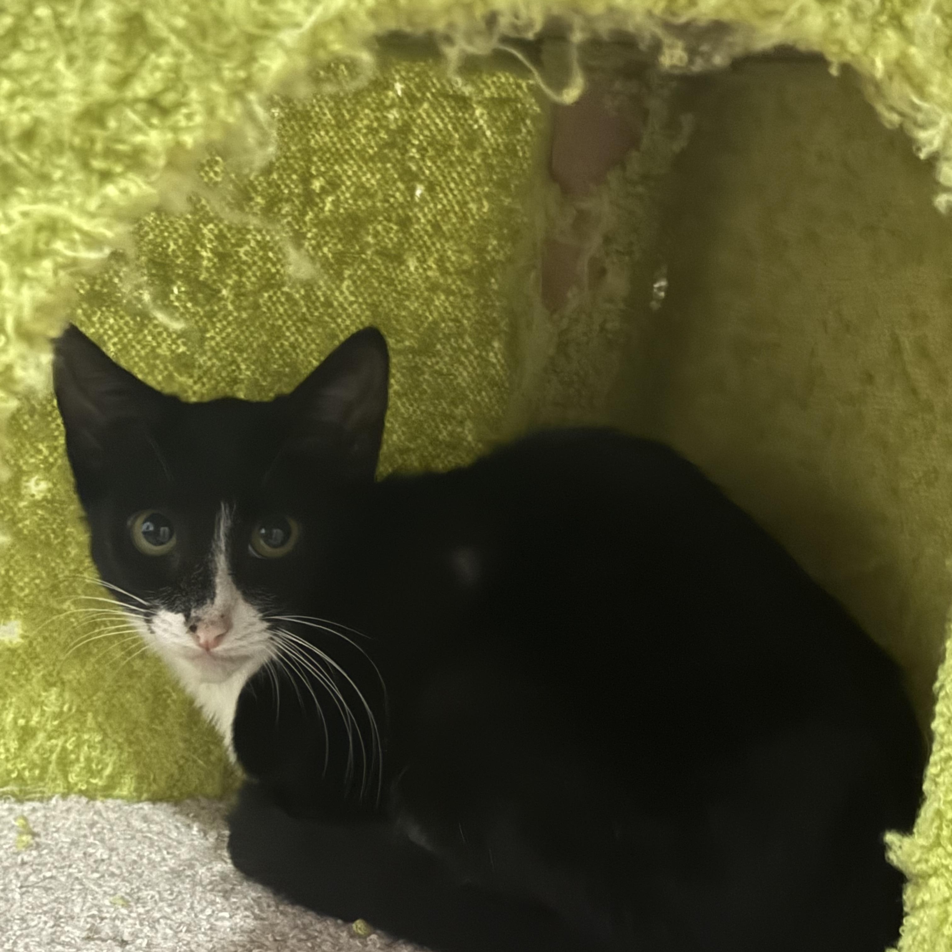 Enlarge Truffle, a Adoptable Domestic Short Hair in Intercession city , FL image 3/5