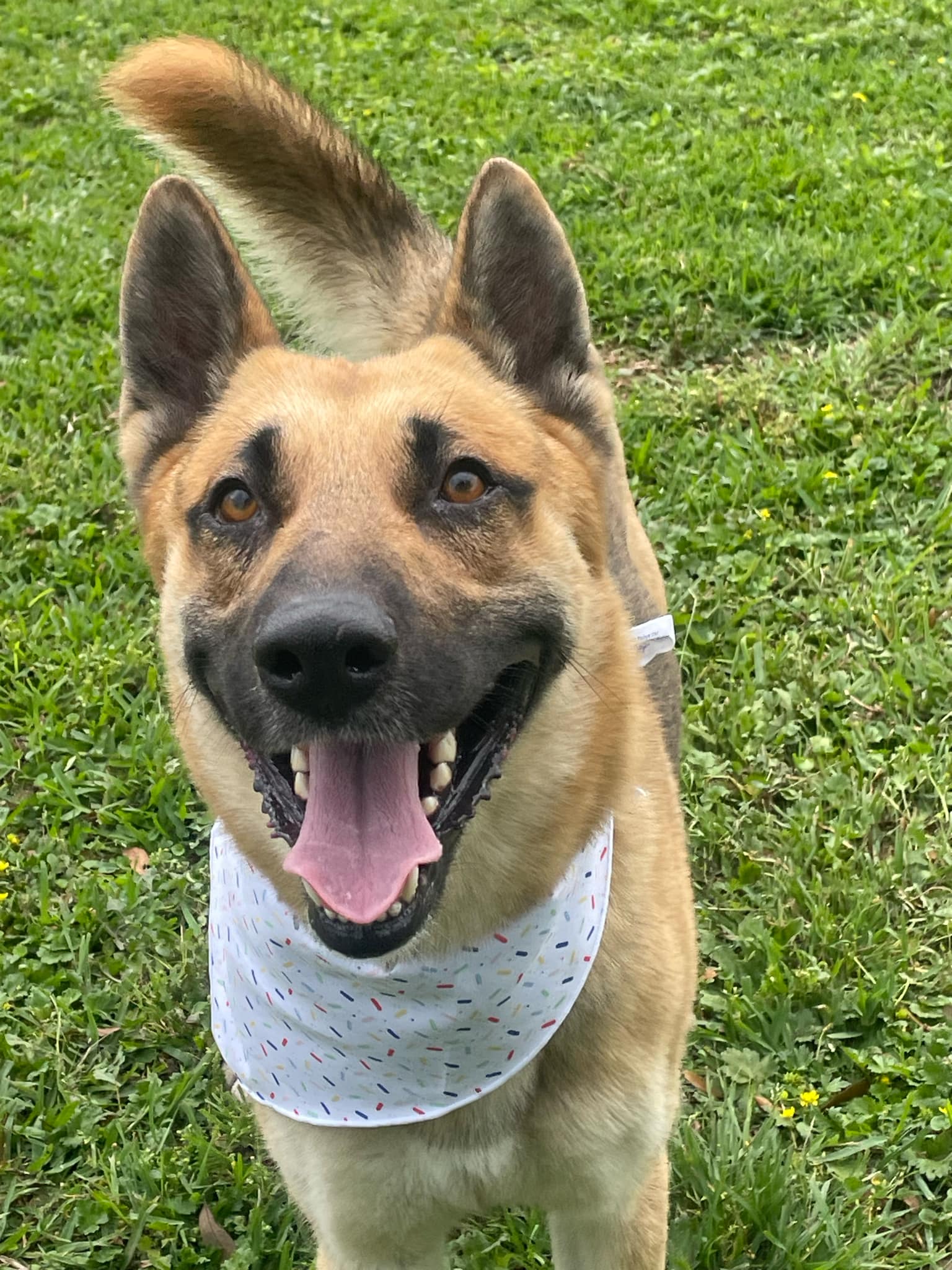 Dog for adoption Ghost, a German Shepherd Dog in Moses Lake, WA
